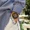 Curren 8336 Gold-Black